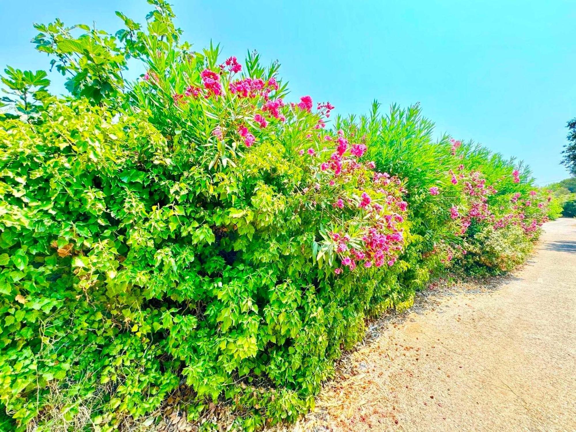 Tetraktys Estate Beachside Υδωρ Ágios Matthaíos 外观 照片